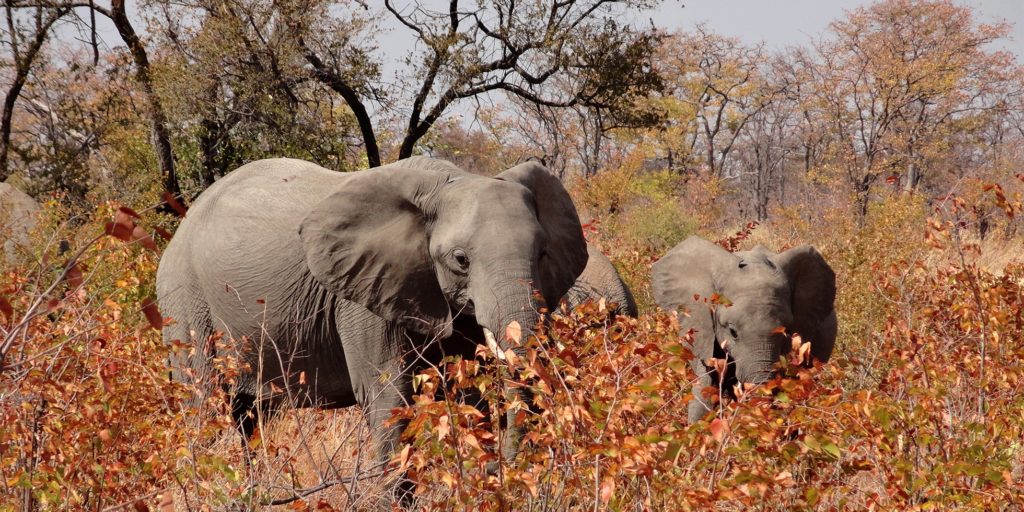 Hwange National Park